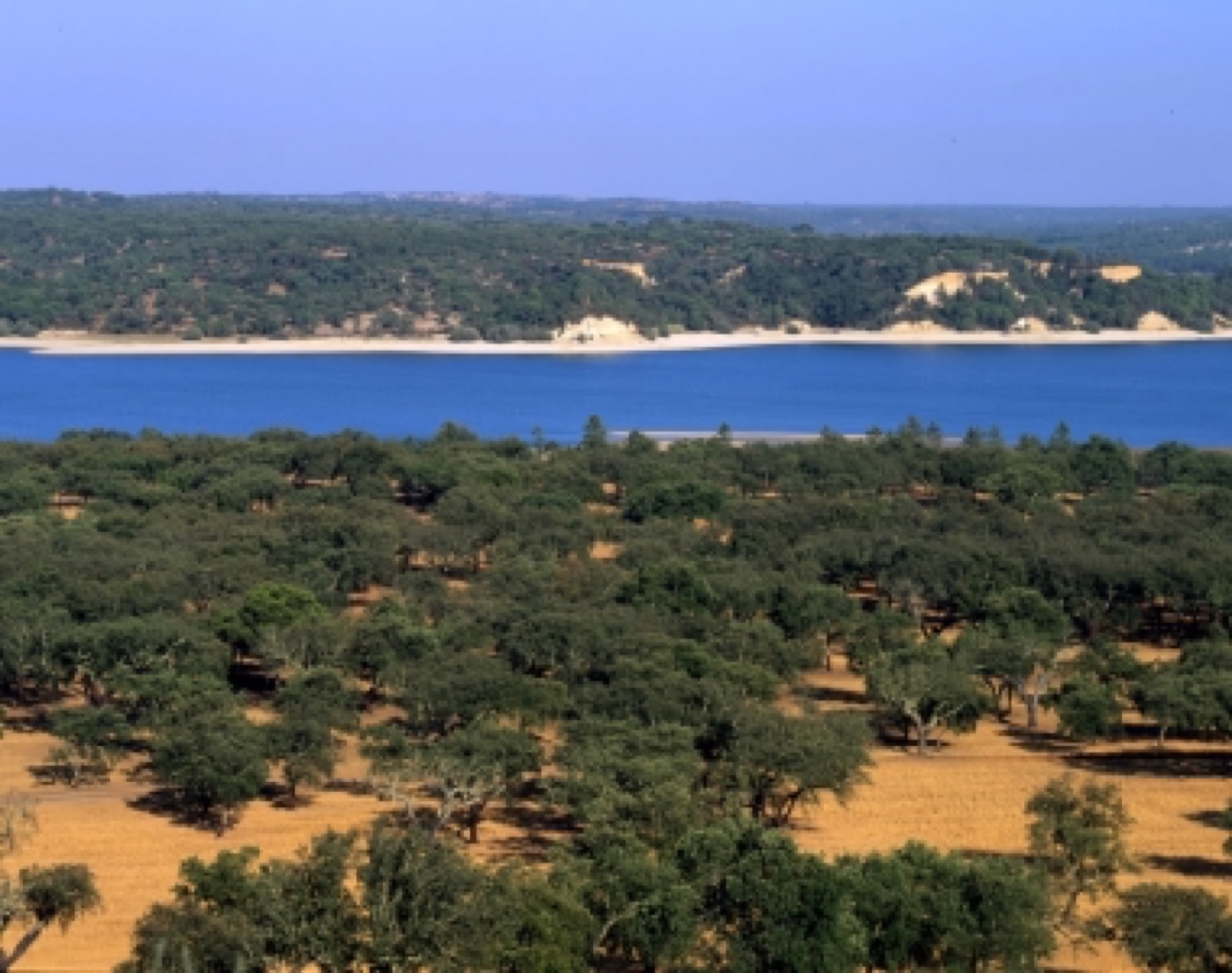 Paratölgy erdő – montado